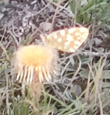Eastern Bath White