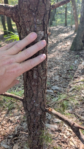 Pinus glabra, photograph 2