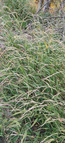 Slender False Brome