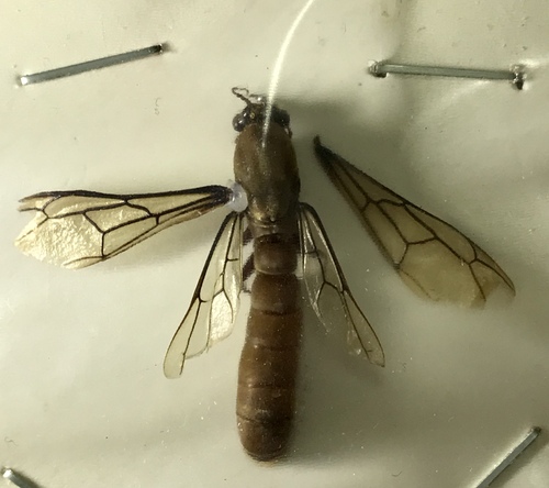Dorylus fulvus