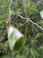 Yponomeuta evonymella