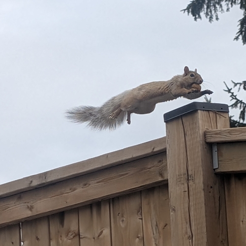 Eastern Gray Squirrel