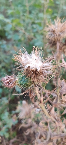 Bull Thistle