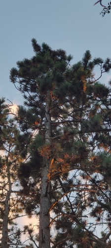 black pine