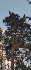 Pinus nigra, photograph (c) Ondřej Křivan, some rights reserved (CC BY)