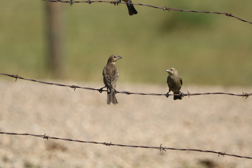 Brown-headed Cowbird