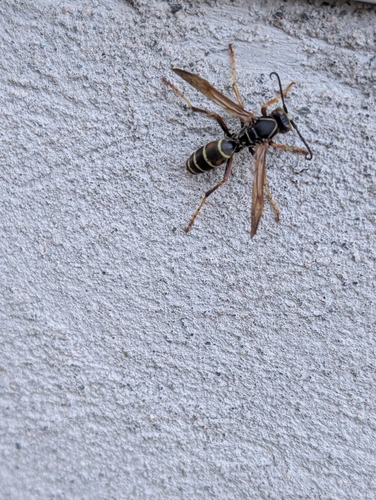 Northern Paper Wasp