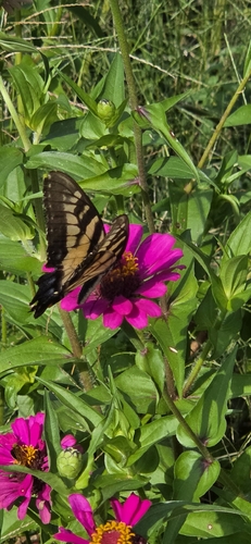 Eastern Tiger Swallowtail
