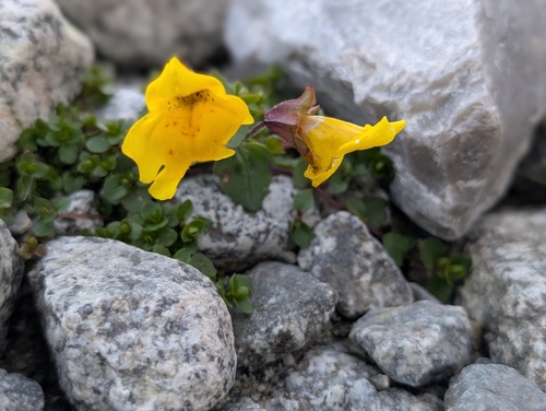 Subalpine Monkeyflower