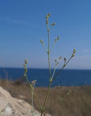 Galium xeroticum