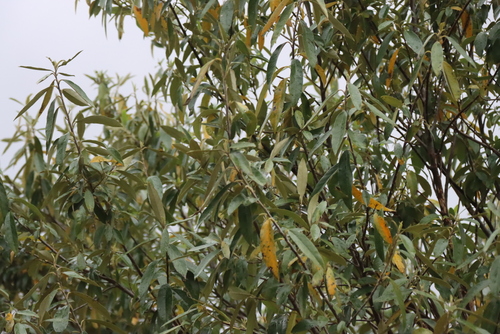 Kiggelaria africana, photograph 3