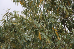 Kiggelaria africana, photograph (c) Tony Rebelo, some rights reserved (CC BY-SA)