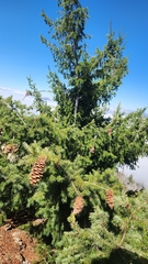 Pseudotsuga macrocarpa, photograph author not stated, no rights reserved