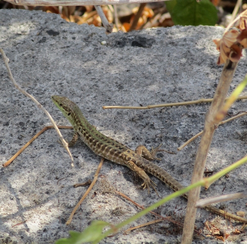Italian Wall Lizard