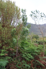 (c) Tony Rebelo, some rights reserved (CC BY-SA) Protea mundii, photograph (c) Tony Rebelo, some rights reserved (CC BY-SA)