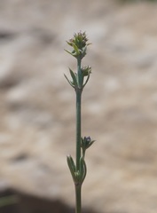 Galium xeroticum