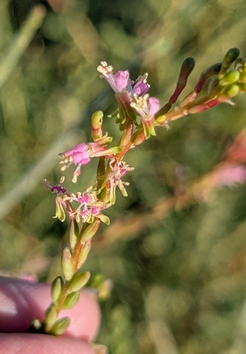Oenothera curtiflora