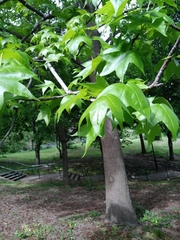 Liquidambar styraciflua