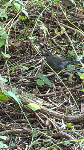 Gray Catbird