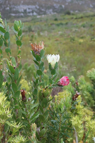 Protea compacta, photograph 4