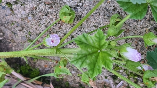 dwarf mallow
