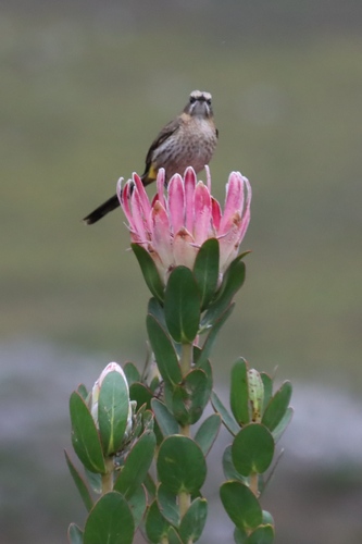 Protea compacta, photograph 1