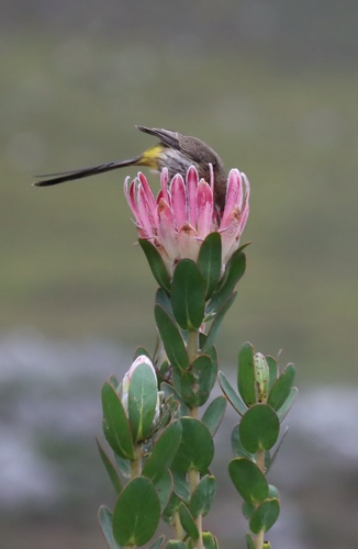 Protea compacta, photograph 3