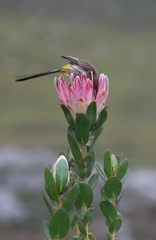 Protea compacta, photograph (c) Tony Rebelo, some rights reserved (CC BY-SA)
