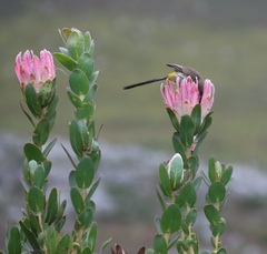 Protea compacta, photograph (c) Tony Rebelo, some rights reserved (CC BY-SA)