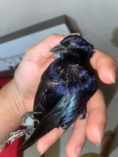 Shiny Cowbird