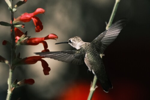 Black-chinned Hummingbird