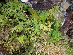 Cryptogramma crispa