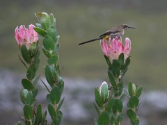 Protea compacta