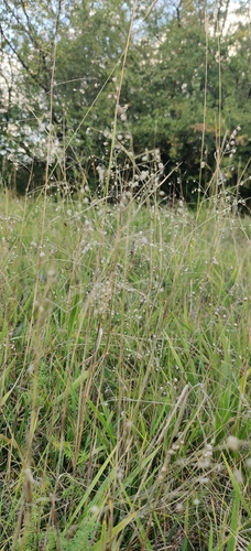 Briza media, photograph 1