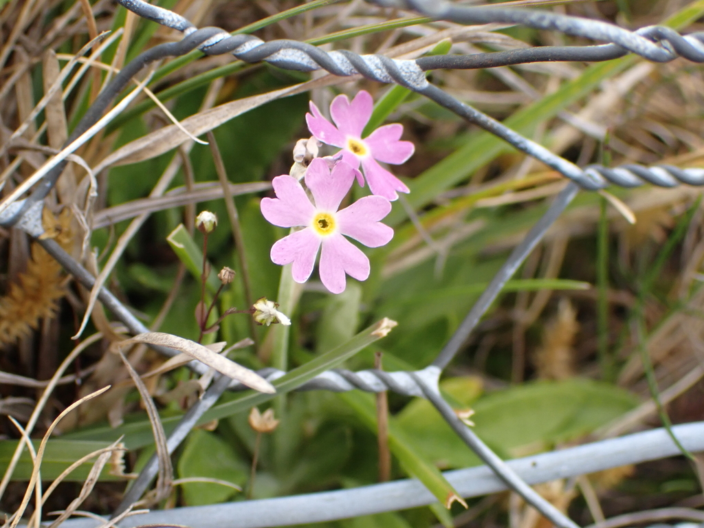 Primula farinosa; photograph author not stated, no rights reserved