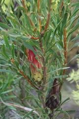 Protea repens, photograph (c) Tony Rebelo, some rights reserved (CC BY-SA)