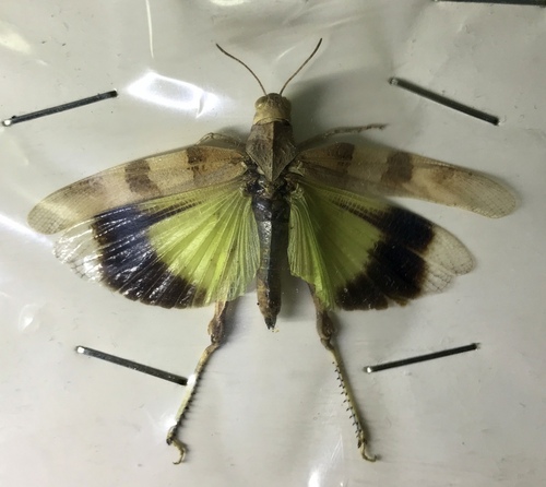 Oedipoda caerulescens sulfurescens