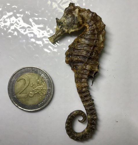 Short-snouted Seahorse