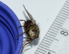 Epalpus