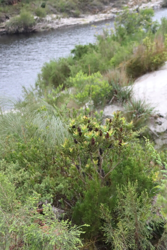 Laurophyllus capensis, photograph 2