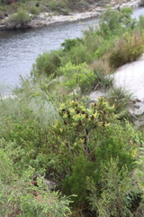 Laurophyllus capensis, photograph (c) Tony Rebelo, some rights reserved (CC BY-SA)