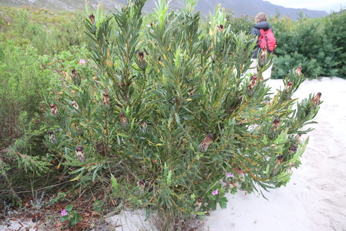 Protea lepidocarpodendron, photograph 6