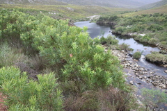 Protea repens, photograph (c) Tony Rebelo, some rights reserved (CC BY-SA)