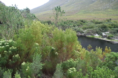 Leucadendron salicifolium, photograph (c) Tony Rebelo, some rights reserved (CC BY-SA)