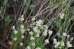 (c) Tony Rebelo, some rights reserved (CC BY-SA) Helichrysum teretifolium, photograph (c) Tony Rebelo, some rights reserved (CC BY-SA)