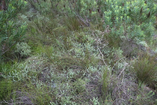 Helichrysum teretifolium, photograph 2