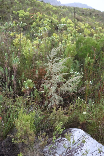 Grubbia rosmarinifolia, 2026-09-12