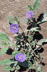 Quincula lobata, photograph (c) Sue Keefer, some rights reserved (CC BY)