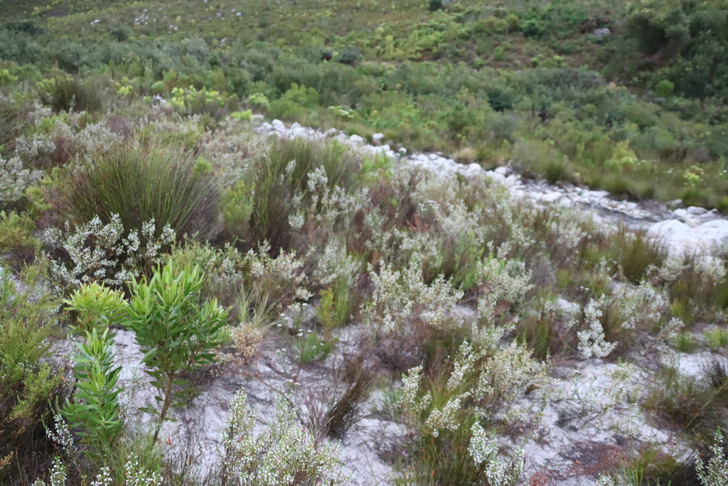 Erica imbricata; photograph (c) Tony Rebelo, some rights reserved (CC BY-SA)