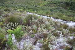 Erica imbricata